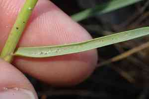 Seashore paspalum(Paspalum vaginatum)