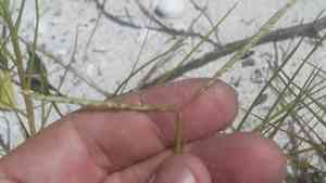 Seashore paspalum(Paspalum vaginatum)