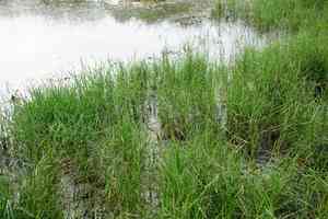 Seashore paspalum(Paspalum vaginatum)