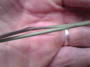 Paspalum (Paspalum)(Paspalum)