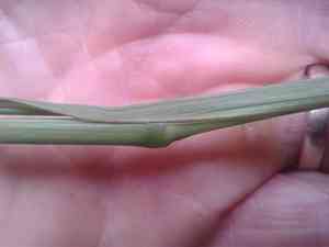 Paspalum (Paspalum)(Paspalum)