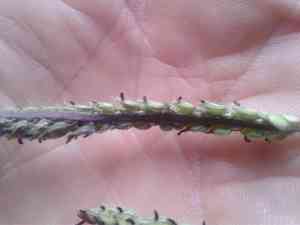 Paspalum (Paspalum)(Paspalum)