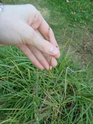 Paspalum (Paspalum)(Paspalum)