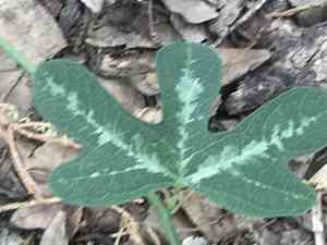 Bracted passionflower(Passiflora affinis)