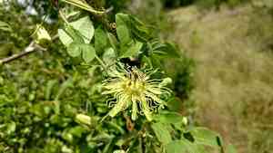 Bracted passionflower(Passiflora affinis)