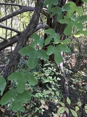 Bracted passionflower(Passiflora affinis)