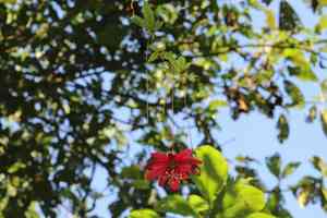 Passionflower(Passiflora antioquiensis)