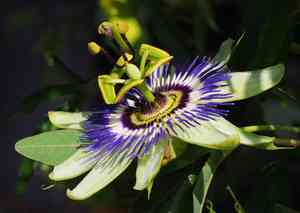Blue passionflower(Passiflora caerulea)