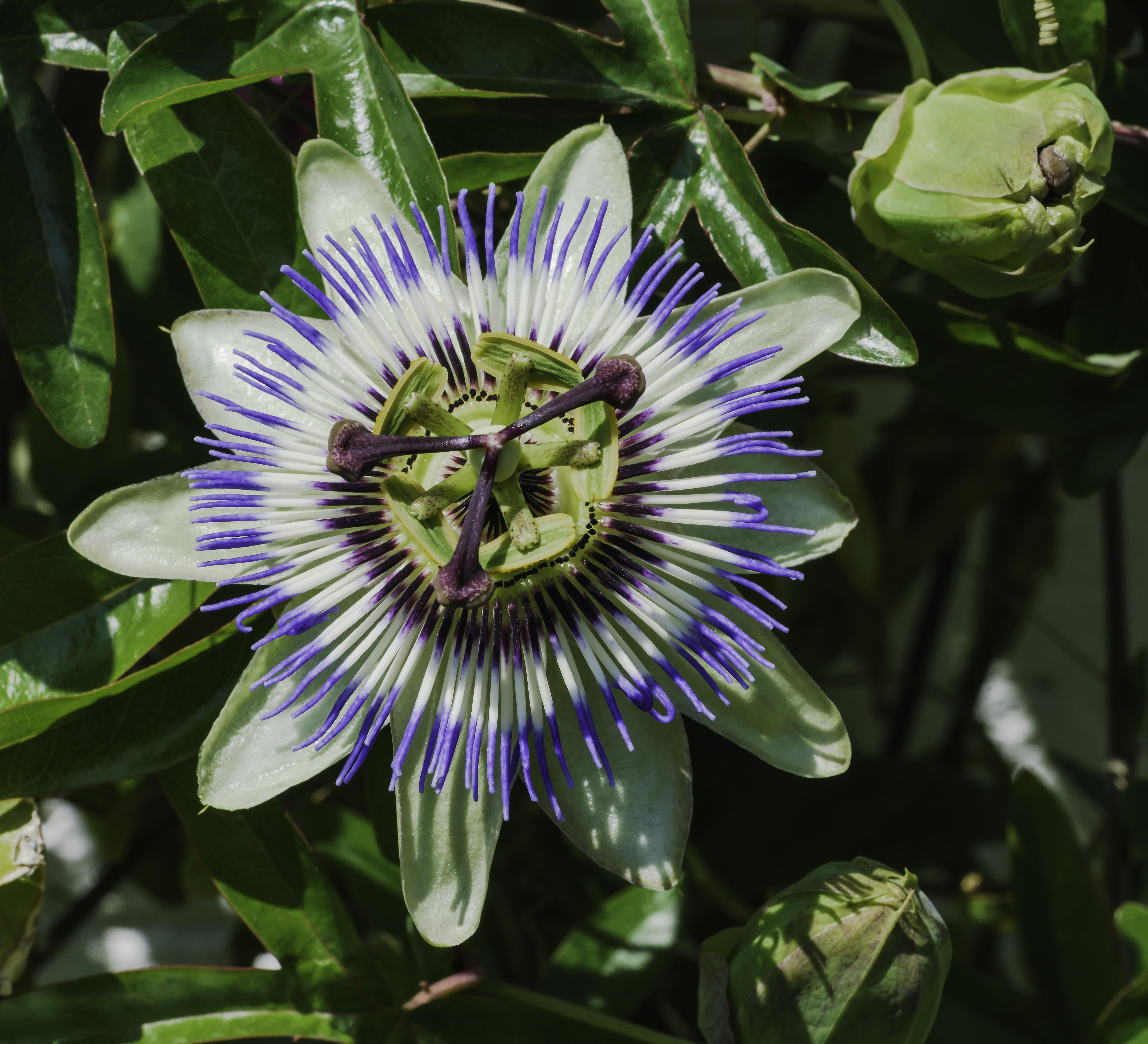 Blue passionflower
