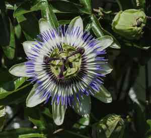 Blue passionflower(Passiflora caerulea)