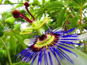 Blue passionflower(Passiflora caerulea)