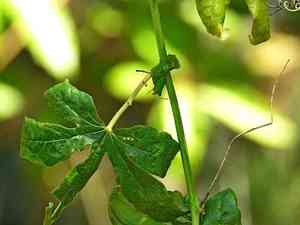 Blue passionflower(Passiflora caerulea)