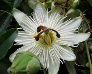 Blue passionflower(Passiflora caerulea)