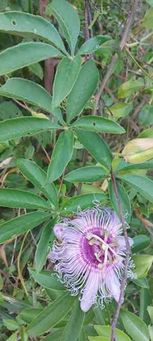 Crato passionvine(Passiflora cincinnata)