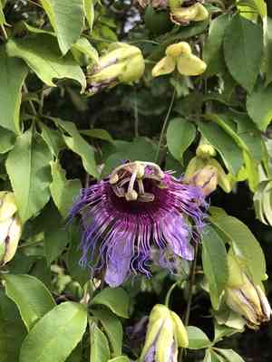 Crato passionvine(Passiflora cincinnata)