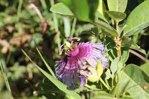Crato passionvine(Passiflora cincinnata)
