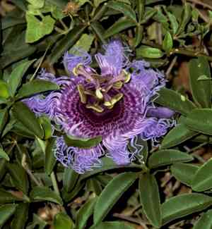 Crato passionvine(Passiflora cincinnata)