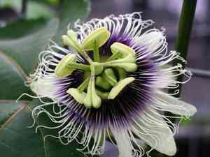 Common passionfruit(Passiflora edulis)