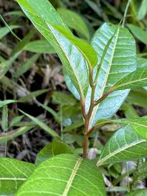 Golden bellapple(Passiflora laurifolia)