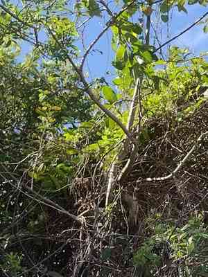Golden bellapple(Passiflora laurifolia)
