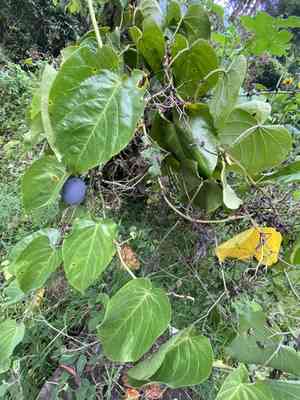 Sweet granadilla(Passiflora ligularis)