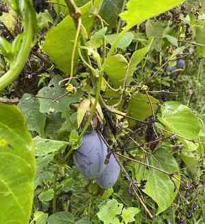 Sweet granadilla(Passiflora ligularis)