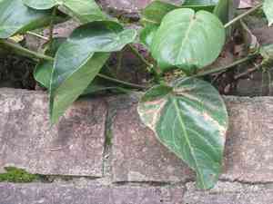 Sweet granadilla(Passiflora ligularis)
