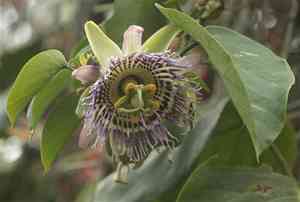 Sweet granadilla(Passiflora ligularis)