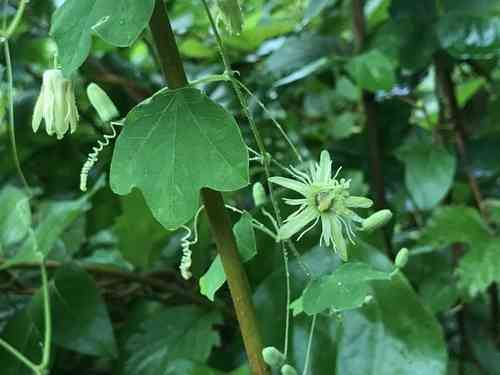 Yellow passionflower(Passiflora lutea)