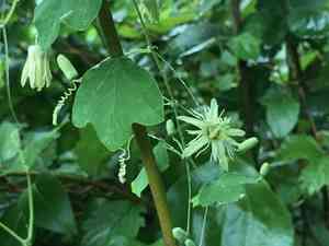 Yellow passionflower(Passiflora lutea)