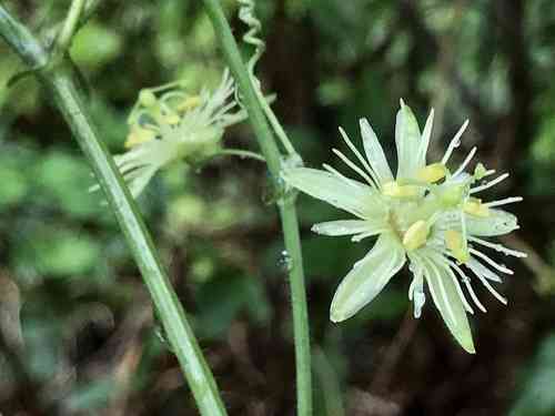 Yellow passionflower(Passiflora lutea)