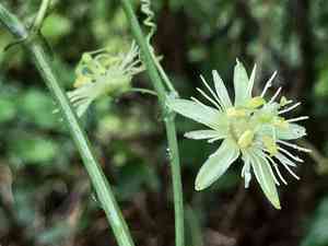 Yellow passionflower(Passiflora lutea)