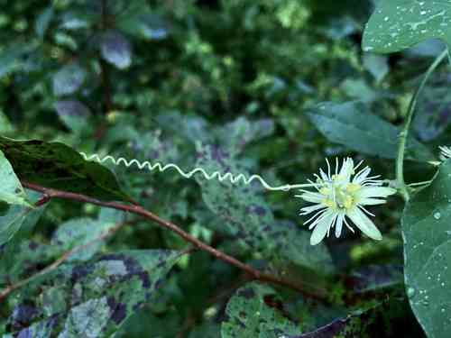 Yellow passionflower(Passiflora lutea)