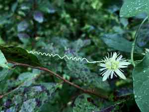 Yellow passionflower(Passiflora lutea)