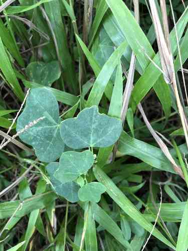 Yellow passionflower(Passiflora lutea)