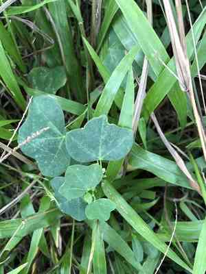 Yellow passionflower(Passiflora lutea)
