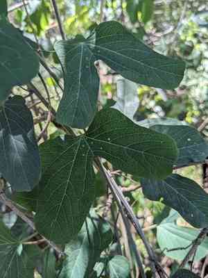 Mexican passionflower(Passiflora mexicana)