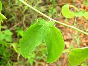 Mexican passionflower(Passiflora mexicana)