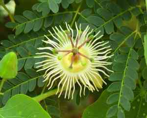 Mexican passionflower(Passiflora mexicana)