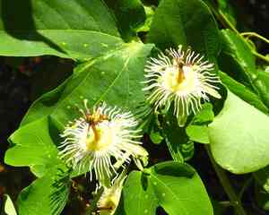 Mexican passionflower(Passiflora mexicana)