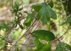 Corkystem passionflower(Passiflora pallida)
