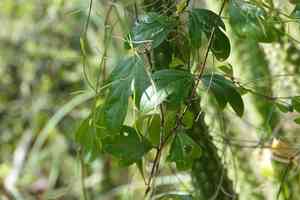 Corkystem passionflower(Passiflora pallida)