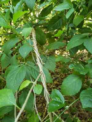 Corkystem passionflower(Passiflora pallida)