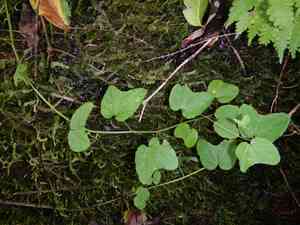 Dutchman's laudanum(Passiflora rubra)