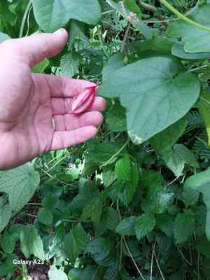 Dutchman's laudanum(Passiflora rubra)