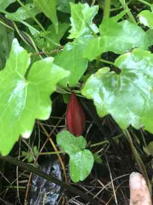 Dutchman's laudanum(Passiflora rubra)