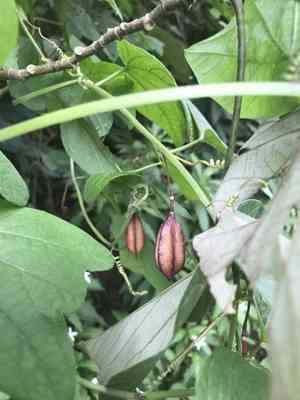 Dutchman's laudanum(Passiflora rubra)