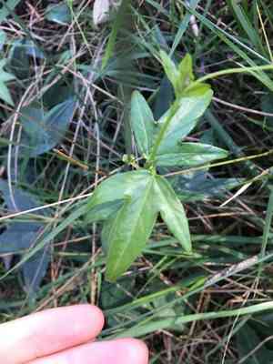 Corkystem passionflower(Passiflora suberosa)