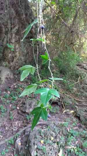 Corkystem passionflower(Passiflora suberosa)