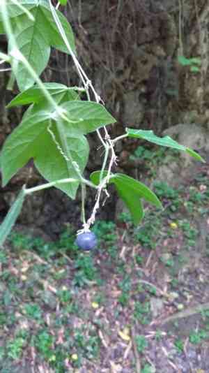 Corkystem passionflower(Passiflora suberosa)